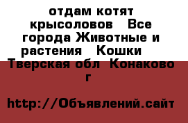 отдам котят крысоловов - Все города Животные и растения » Кошки   . Тверская обл.,Конаково г.